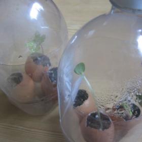 Pop Bottle Greenhouse