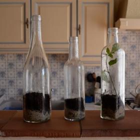 Plants in Bottles